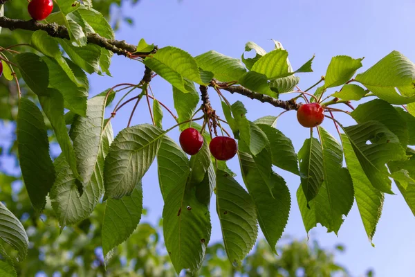 Kiraz Kırmızı Meyve Dalı Güney Almanya Orchard Kırsal Kırsal Bahar — Stok fotoğraf