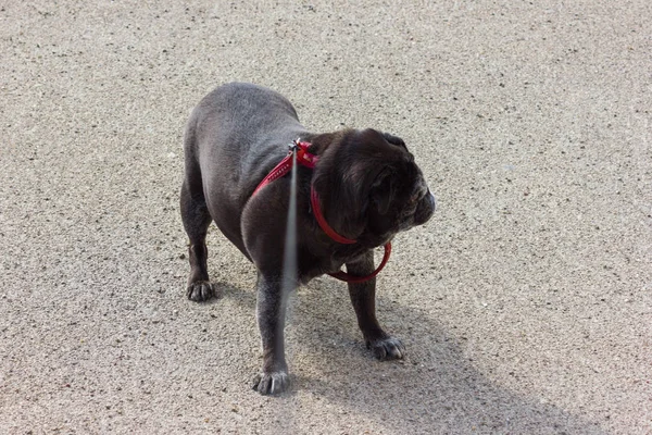 Fregonas Pug Llamado Adelheid Caminar Parque Primavera Día Soleado Orilla —  Fotos de Stock