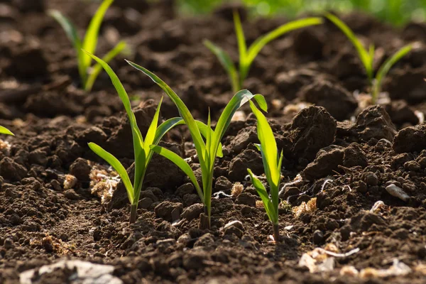 Planta Maíz Joven Campo Primavera Puede Mañana Soleada Sur Alemania —  Fotos de Stock