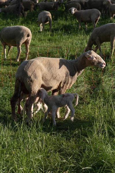 Agneau Nouveau Après Mère Brebis Accouchant Printemps Prairie Dans Sud — Photo