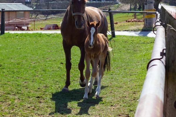 Caballo Madre Con Potro Vacaciones Primavera Oriental Sur Alemania Soleado —  Fotos de Stock