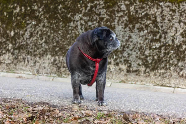 Mops Pug Llamados Adelheid Dando Paseo Aire Libre Invierno Febrero — Foto de Stock