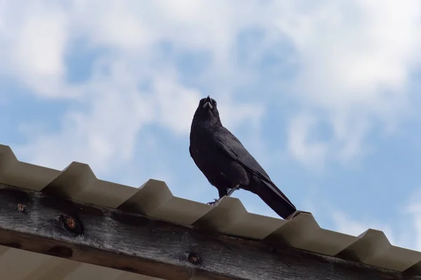 Corvo Preto Telhado Céu Azul Primavera Dia Ensolarado Sul Alemanha — Fotografia de Stock