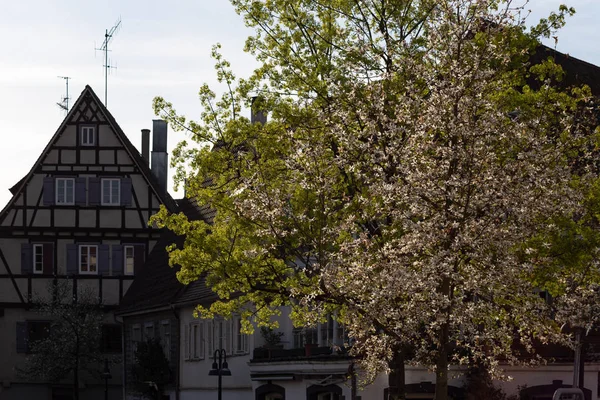 Зеленые Весенние Ветви Листвы Городе Южной Германии — стоковое фото