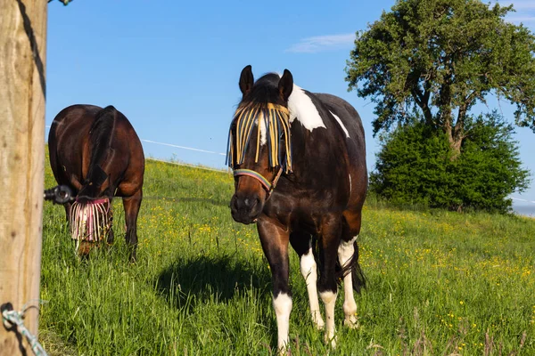 Hnědý Kůň Jarní Louce Modrou Oblohou Ranní Slunce Jižní Německo — Stock fotografie