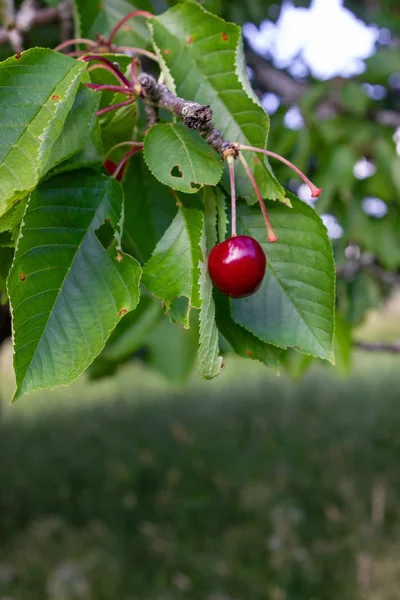 Kiraz Kırmızı Meyve Ağacı Güney Almanya Orchard Kırsal Kırsal Kesimde — Stok fotoğraf