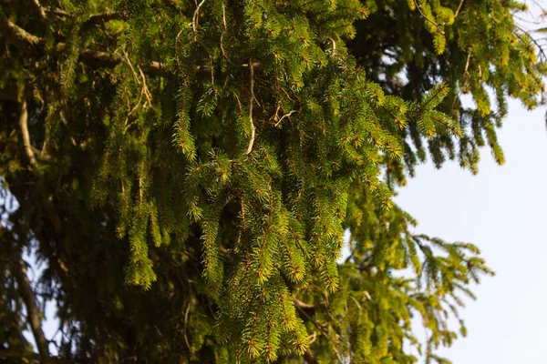 Дерева Природи Вітках Схеми Зимові Місяці Січень Сонячного Дня Південній — стокове фото