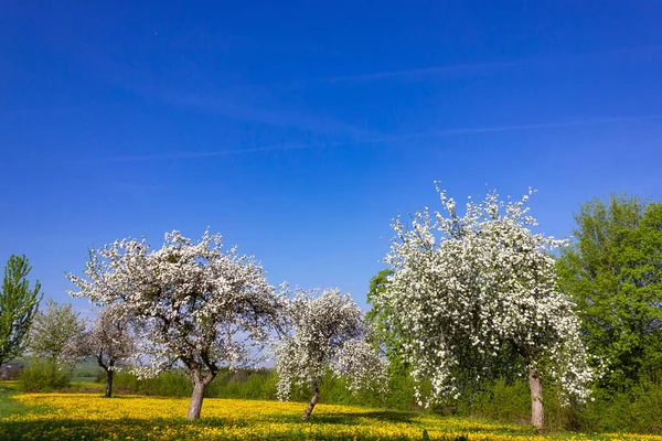 Mniszek Lekarski Apple Tree Kwitnących Błękitne Niebo Wsi Wiosenny Południowych — Zdjęcie stockowe