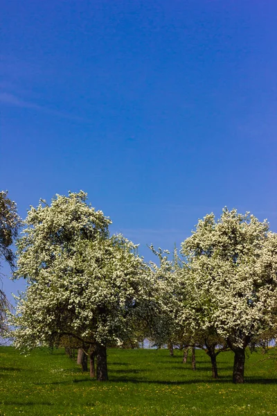 Apple Tree Blossom Horizon Blue Sky Sunny Springtime Apple Blossom — Stock Photo, Image
