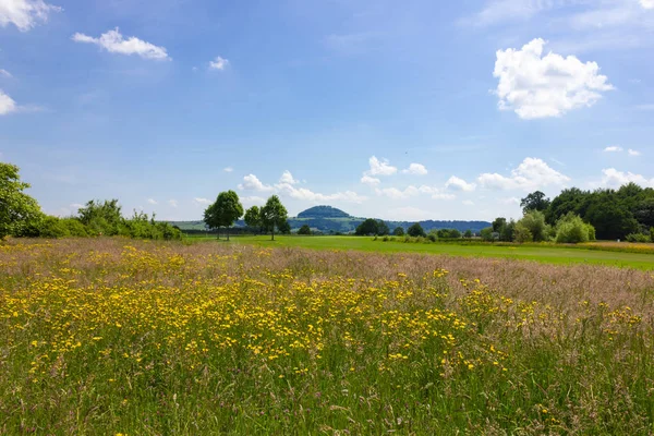 Wide View Beautiful Spring Meadow Flowers Blue Sky Sunny Day — Stock Photo, Image