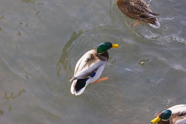 Eenden Gevechten Voor Menselijke Voeding Zonnige Rivier Een Dag Van — Stockfoto