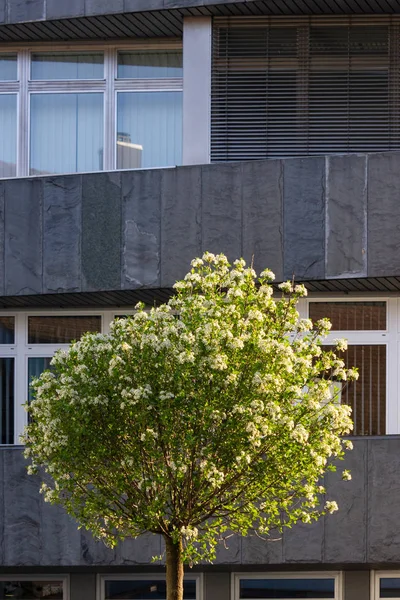 Fachadas Ciudad Bulevar Histórico Primavera Sol Día Sur Alemania — Foto de Stock