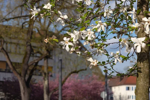 Bahar çiçeği şube Güney Almanya mutlu tatil rahatlatıcı tarihi şehir içinde şehir cepheler üzerinde ağacının sıcak güneşin tadını çıkarın