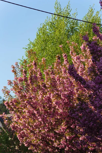 Primavera Flor Paisaje Sur Alemania — Foto de Stock