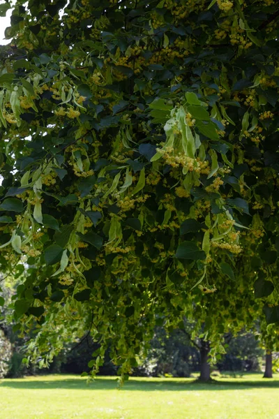 Linden Árvore Flor Parque Histórico Céu Azul Dia Ensolarado — Fotografia de Stock