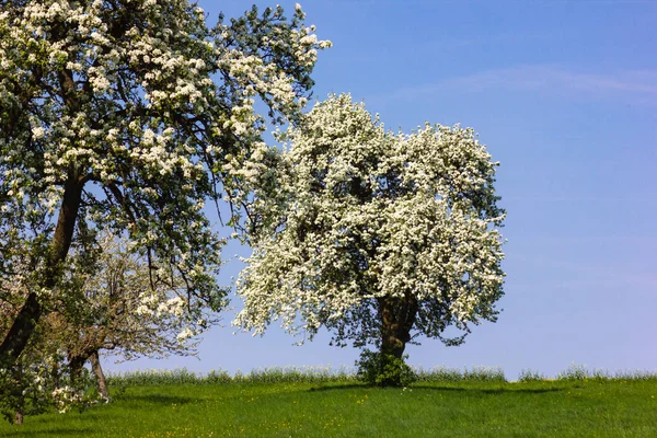 Apple Tree Blossom Horizon Blue Sky Sunny Springtime Apple Blossom — Stock Photo, Image