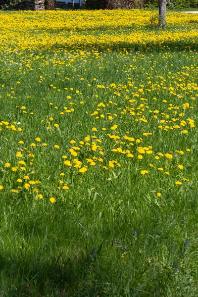 Manzana Diente León Primavera Florecimiento Prado Sur Alemania Campo Azul —  Fotos de Stock