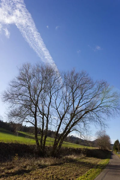 Strom Modré Obloze Prosinci Adventní Slunečný Den Jižní Německo Venkovské — Stock fotografie