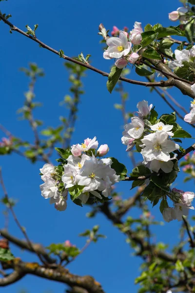 Південній Німеччині Сільській Місцевості Appletree Цвітуть Листя Красиві Синє Небо — стокове фото