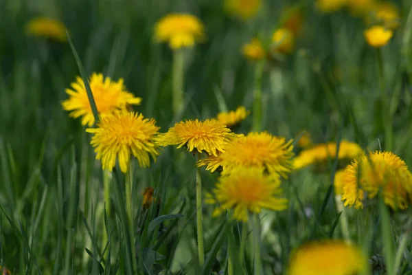 stock image dandelion meadow on a springtime sunny optimistic day