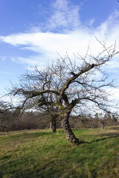 Décembre Ciel Bleu Avec Des Arbres Des Nuages Avant Approche — Photo