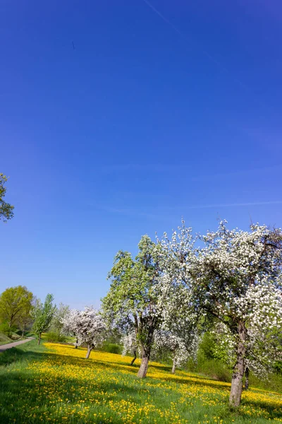 Löwenzahn Und Apfelbaum Blühender Blauer Himmel Frühling Ländliche Landschaft Süddeutschlands — Stockfoto
