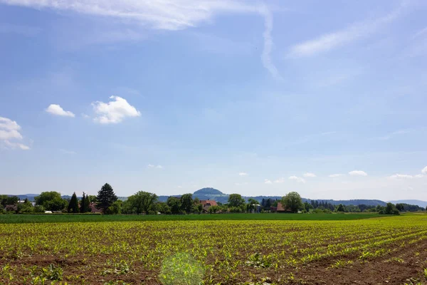 Junges Maisfeld Unter Blauem Himmel Sonnenschein Frühlingstag Süddeutschland — Stockfoto