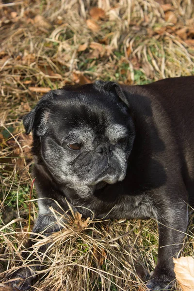 Mops Mopy Pojmenované Adelheid Dělá Zimní Slunce Relaxační Hřišti Jižním — Stock fotografie