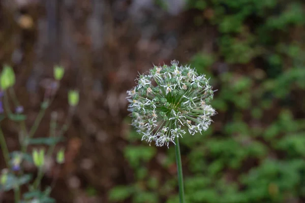 Blumen Bunt Frühlingshaften Stadtpark Schwäbisch Gmünd — Stockfoto