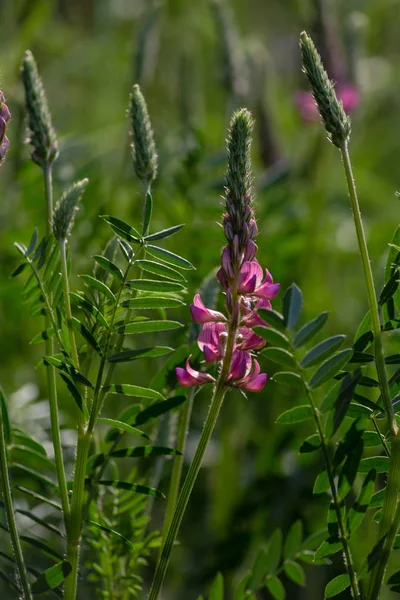 Sprimgtime Plantas Prados Sementes Campo Rural Alemanha Sul — Fotografia de Stock