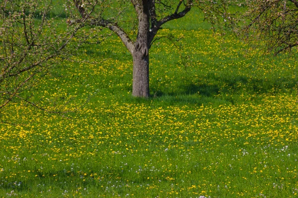 Одуванчик Луг Цветет Юге Германии Весенний Солнечный День — стоковое фото