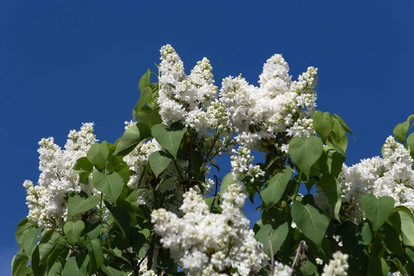 Primavera Florescer Céu Azul Sol Dia Feliz Sul Alemanha Campo — Fotografia de Stock