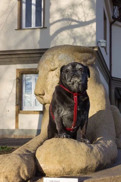 Trapeadores Pug Llamado Adelheid Sentado Una Estatua León Parque Histórico — Foto de Stock