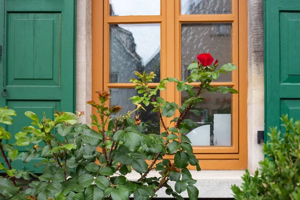red roses on framework facade with green window shutter of wood in historical city schwaebisch gmuend in south germany