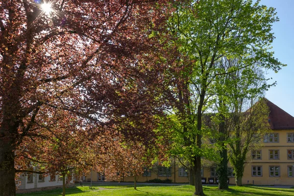 Parco Alberi Rami Con Fogliame Primavera Giornata Sole Nel Sud — Foto Stock