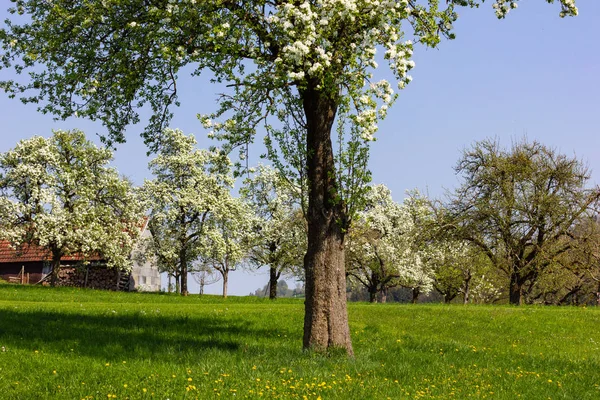 Szczegółowo Drzewo Apple Blossom Horizon Niebieski Niebo Słoneczny Wiosenny Apple — Zdjęcie stockowe