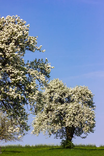 Яблоня Цветком Горизонте Голубое Небо Солнечная Весна Яблоня Цветок Зеленый — стоковое фото