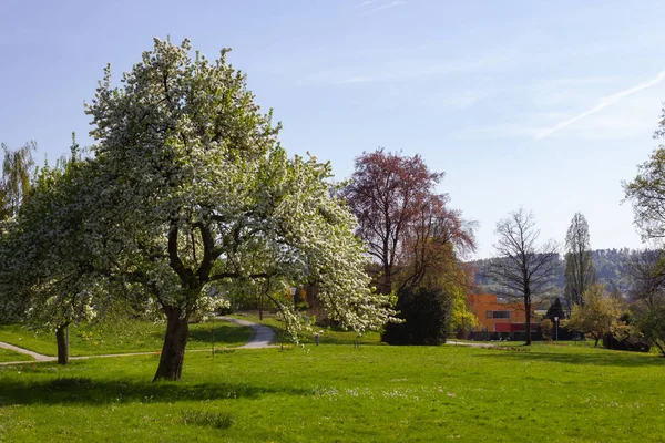 Parque Árboles Ramas Con Follaje Día Soleado Espolvorear Sur Alemania — Foto de Stock