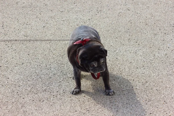 Pug Mops Named Adelheid Walk Park Springtime Sunny Day Riverside — Stock Photo, Image