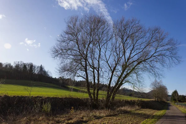 Baum Blauen Himmel Dezember Advent Sonniger Tag Süddeutschland Ländlicher Raum — Stockfoto