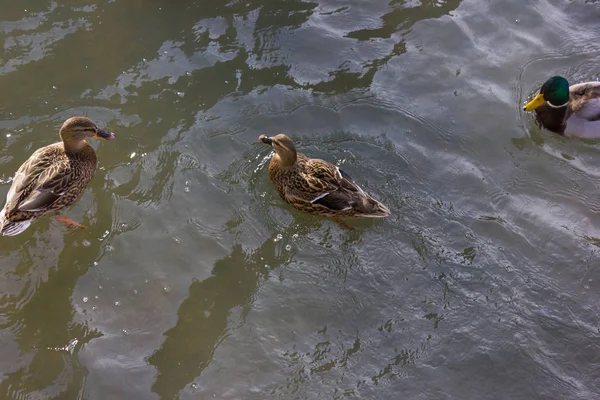 Patos Lutando Por Comida Rio Ensolarado Dia Advento Dezembro Alemanha — Fotografia de Stock