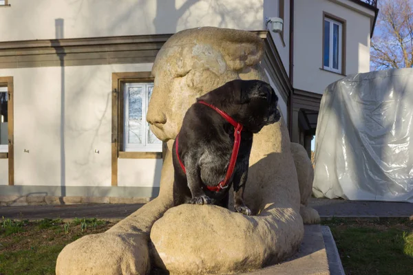 Mops Namens Adelheid Sitzt Auf Einer Löwenstatue Einem Historischen Park — Stockfoto