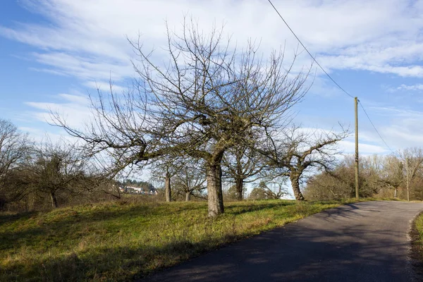 Dicembre Cielo Blu Con Alberi Nuvole Prima Avvicinarsi Tempesta Nella — Foto Stock