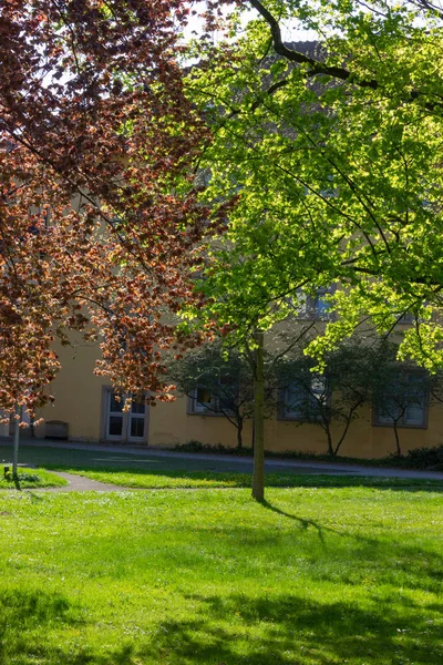 Parque Árboles Ramas Con Follaje Día Soleado Espolvorear Sur Alemania — Foto de Stock