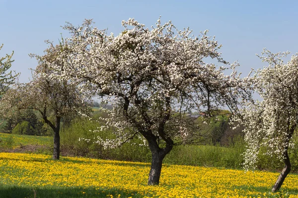 Appletree Dandelion Wiosna Kwitnąca Łąka Południowej Dnia Skay Niebieski Pejzaż — Zdjęcie stockowe