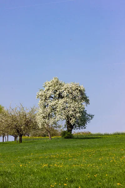Apfelbaum Mit Blüte Horizont Blauer Himmel Sonnig Frühling Apfelblüte Grüner — Stockfoto