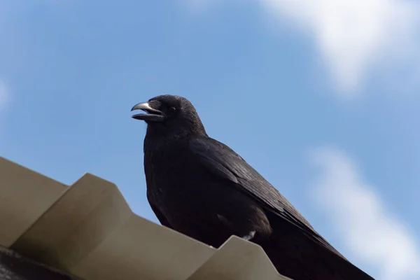 Corvo Preto Telhado Céu Azul Primavera Dia Ensolarado Sul Alemanha — Fotografia de Stock