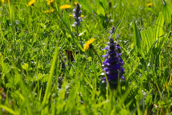 Coloridas Flores Primavera Césped Verde Sur Alemania Campo Rural — Foto de Stock
