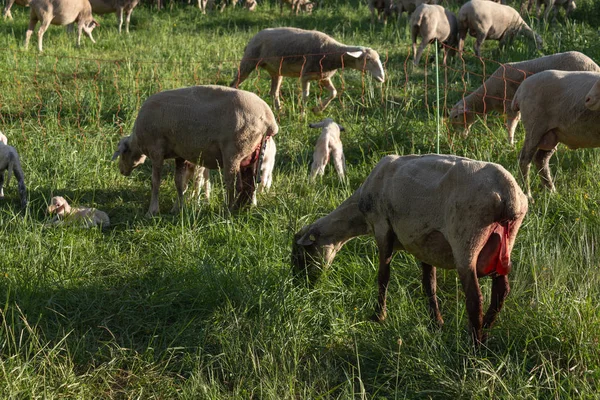 Sheep Giving Birth Springtime Meadow South Germany Sunny Evening — Stock Photo, Image