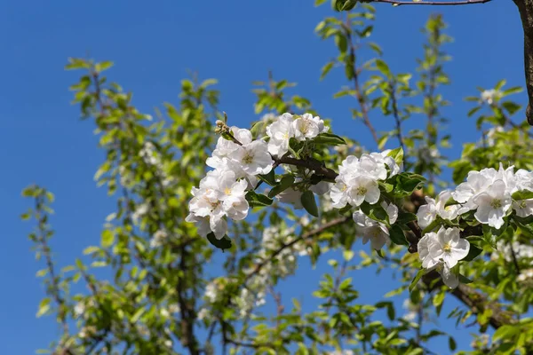 Південній Німеччині Сільській Місцевості Appletree Цвітуть Листя Красиві Синє Небо — стокове фото